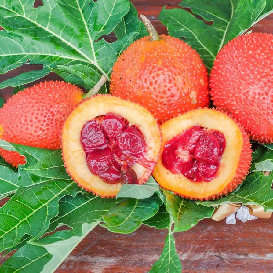 果物 mdii Gac Fruit (Momordica cochinchinensis) Seeds (3) : Amazon.ca